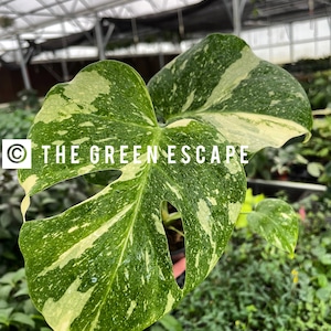 Monstera Thai Constellation Legacy - Etsy