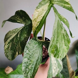 albo variegated spider man monstera “variegated amydrium medium” Starter Plant (ALL STARTER PLANTS require you to purchase 2 plants!)
