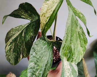 albo variegated spider man monstera “variegated amydrium medium” Starter Plant (ALL STARTER PLANTS require you to purchase 2 plants!)