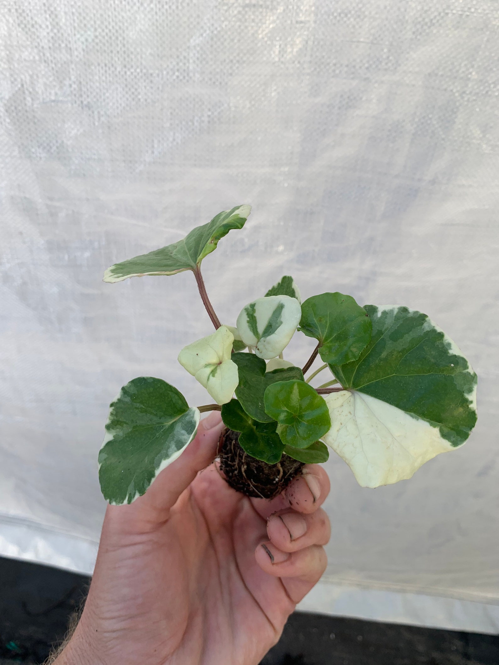 Variegated Tractor Seat Starter Plant ALL STARTER PLANTS Etsy