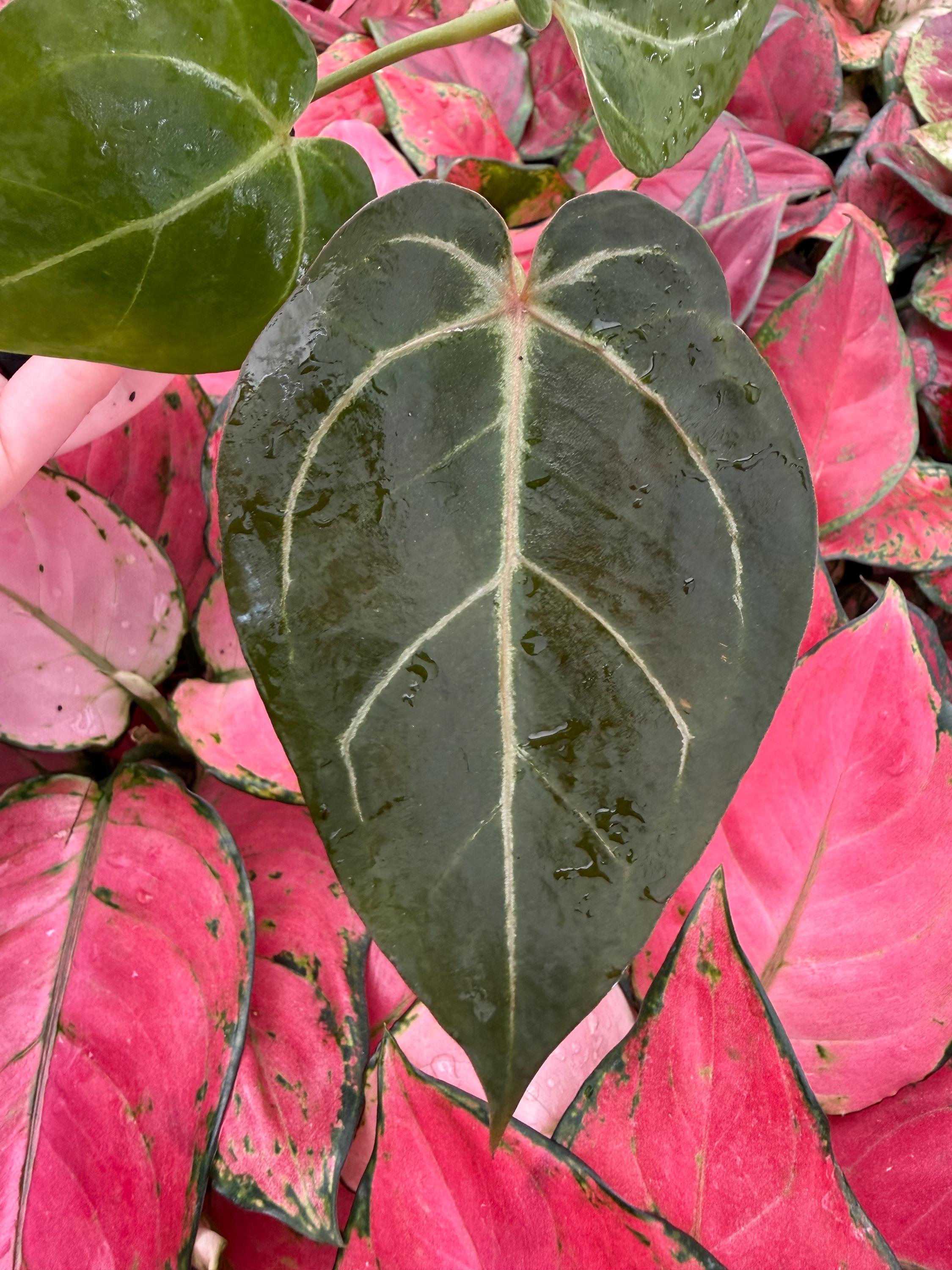 Anthurium King of Spades X Red Crystallinum - Etsy