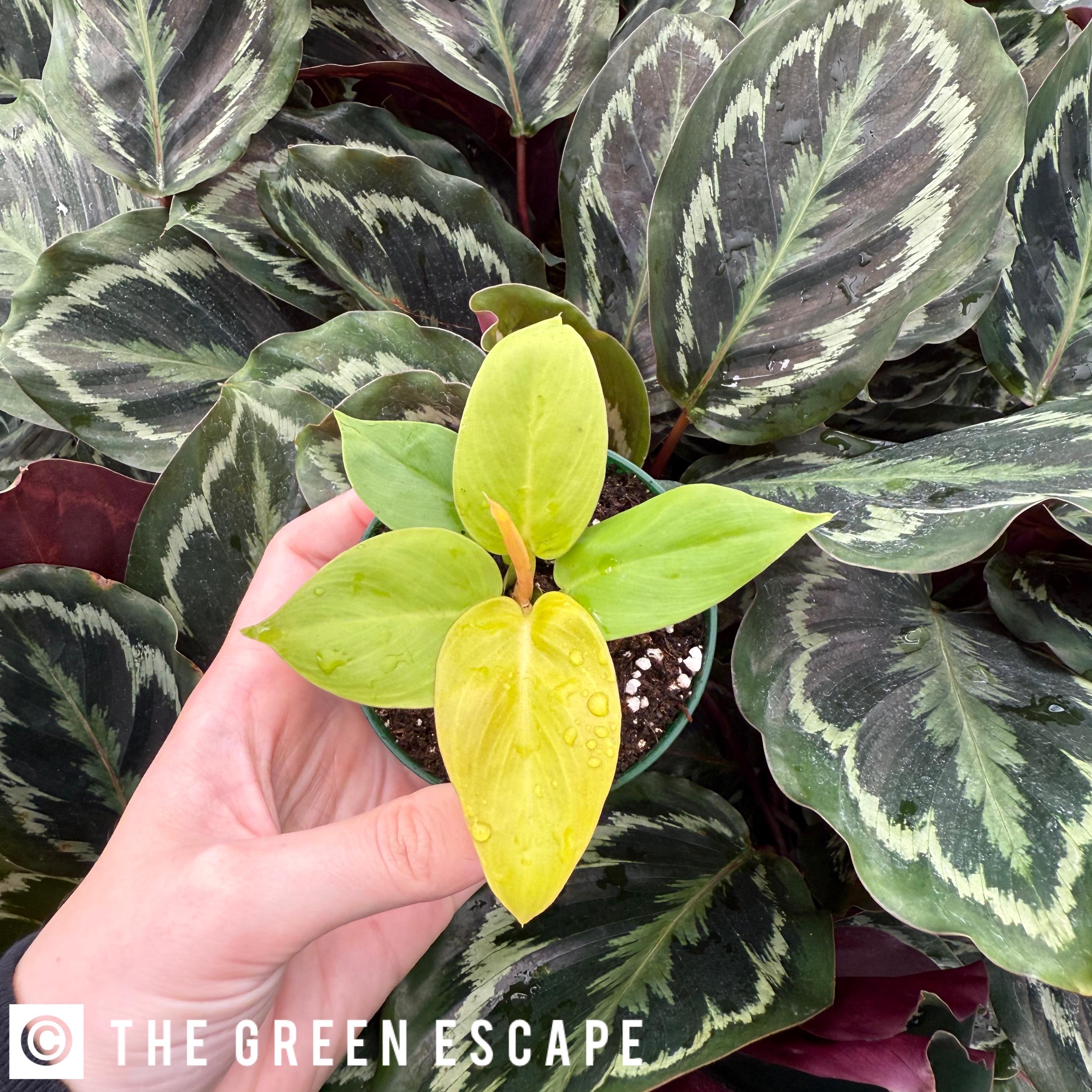 philodendron special Philodendron Autumn main image 1
