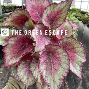Begonia Harmonys peace Starter Plant (ALL STARTER PLANTS require you to purchase 2 plants!)