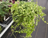 String of turtles Peperomia prostrata 5 hanging baskets ALL PLANTS require you to purchase 2 plants )