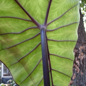 May include: A large, green leaf with prominent veins and a dark purple stem. The leaf is shaped like a heart and has a textured surface.