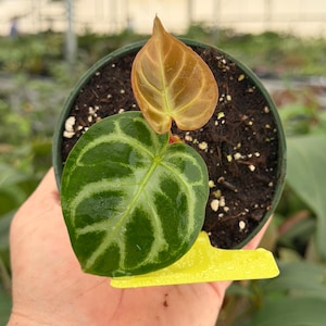 Crystallinum Seeds - Etsy