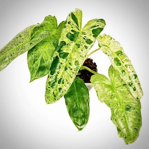 philodendron paraiso verde Starter Plant (ALL STARTER PLANTS require you to purchase 2 plants!)