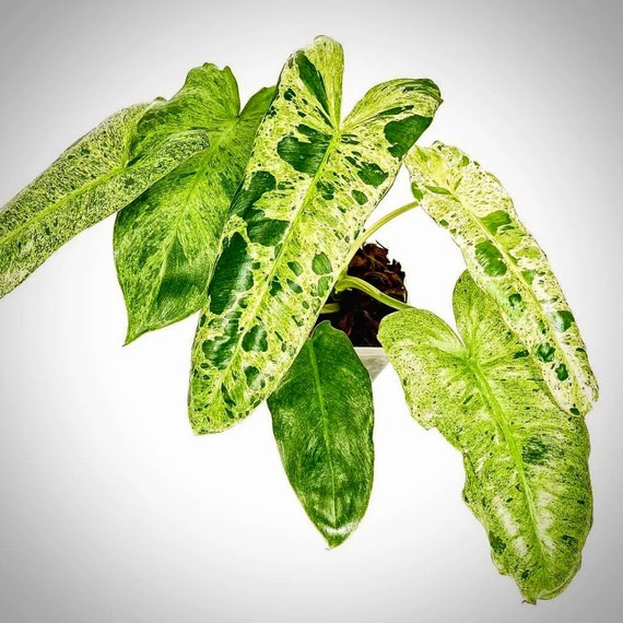 Philodendron Paraiso Verde Starter Plant (ALL STARTER PLANTS Require You to  Purchase 2 Plants!) - Etsy
