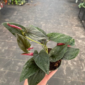 Syngonium red arrow 4” pot (ALL PLANTS require you to purchase 2 plants!)