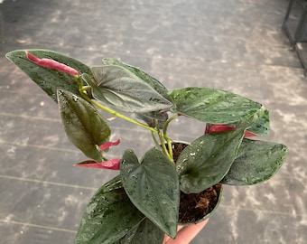 Syngonium red arrow 4” pot (ALL PLANTS require you to purchase 2 plants!)