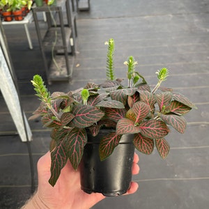 Red fittonia nerve plant 4 pot ALL PLANTS require you to purchase 2 plants image 3