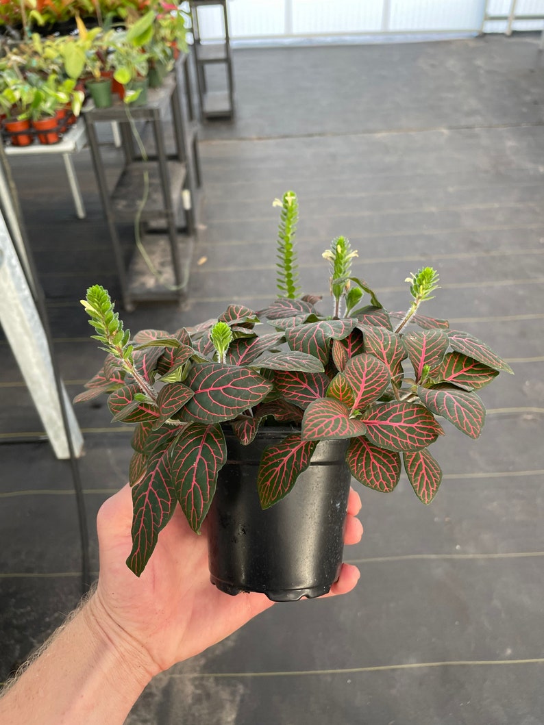 Red fittonia nerve plant 4 pot ALL PLANTS require you to purchase 2 plants image 3