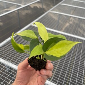 May include: A small houseplant with green and yellow variegated leaves. The plant is held in a hand, showing the soil and roots. The background is a metal grid structure, likely a greenhouse or plant nursery setting.