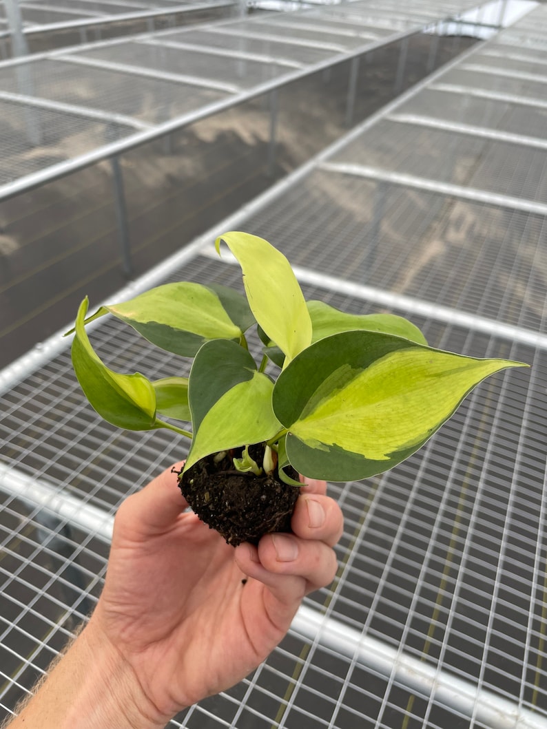 May include: A small houseplant with green and yellow variegated leaves. The plant is held in a hand, showing the soil and roots. The background is a metal grid structure, likely a greenhouse or plant nursery setting.