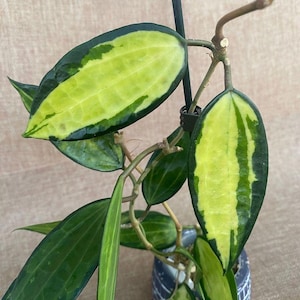 May include: Close-up of a Hoya plant with large, variegated leaves. The leaves are a vibrant mix of green and yellow, with dark green edges. The plant is in a decorative pot, showcasing its unique foliage.