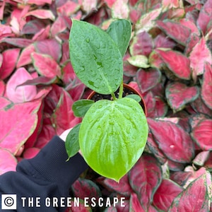 May include: A small potted plant with large, bright green leaves, showcasing water droplets. The plant is set against a backdrop of vibrant red and pink foliage. The text "THE GREEN ESCAPE" is visible in the lower left corner.