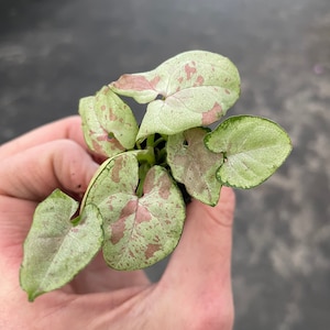 K&ouml;nnte beinhalten: Eine kleine gr&uuml;ne und rosa Zimmerpflanze mit gefleckten Bl&auml;ttern.