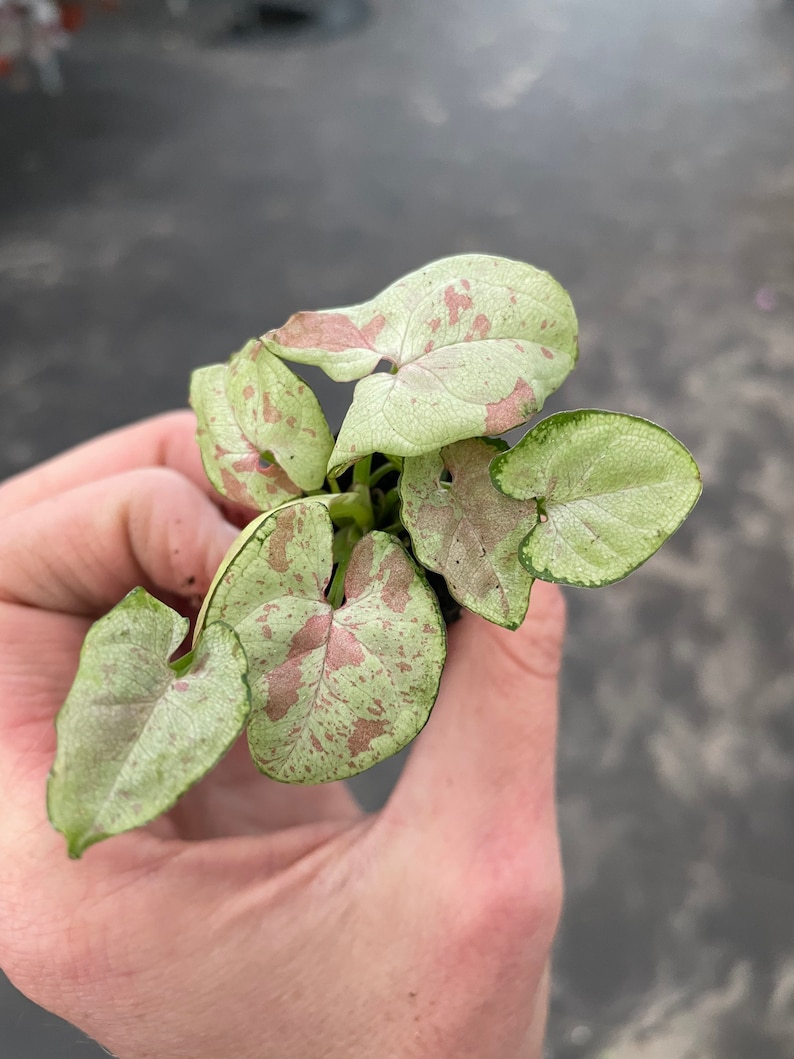 K&ouml;nnte beinhalten: Eine kleine gr&uuml;ne und rosa Zimmerpflanze mit gefleckten Bl&auml;ttern.