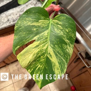 May include: Close-up of a large, variegated Monstera leaf. The leaf is primarily green with irregular patterns of yellow and cream. The text "THE GREEN ESCAPE" is visible in the lower portion of the image. The leaf is held by a person.