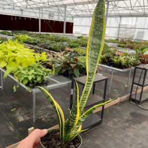 Puede incluir: Una planta de serpiente en maceta (Sansevieria trifasciata), con hojas largas y verticales. Las hojas son verdes con bordes amarillos y rayas horizontales. La planta est&aacute; en una maceta de pl&aacute;stico verde, sostenida por una mano, en un invernadero.