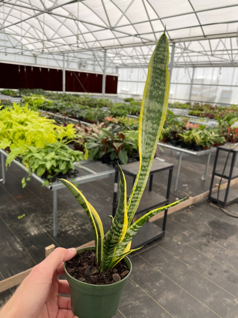 Puede incluir: Una planta de serpiente en maceta (Sansevieria trifasciata), con hojas largas y verticales. Las hojas son verdes con bordes amarillos y rayas horizontales. La planta est&aacute; en una maceta de pl&aacute;stico verde, sostenida por una mano, en un invernadero.