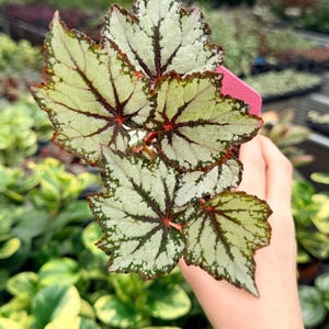 Exact Plant Begonia Robert Golden Specific 4” Pot 7624FEE | FF (All PLANTS require you to purchase 2 plants!)