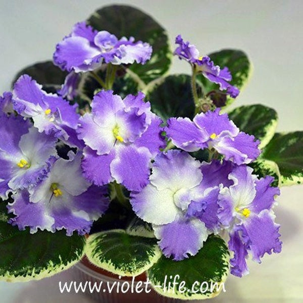 Dress rehearsal African violet starter plant (ALL PLANTS require you to purchase 2 plants!)