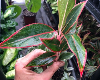 Aglaonema Siam Aurora “Chinese evergreen” Starter Plant (ALL STARTER PLANTS require you to purchase 2 plants!)