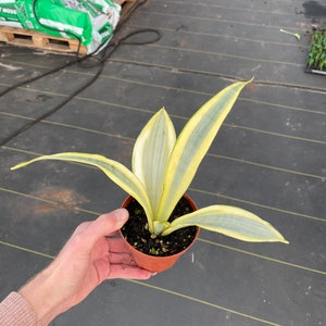 Sansevieria ghost 4pot ALL PLANTS require you to purchase 2 plants image 4