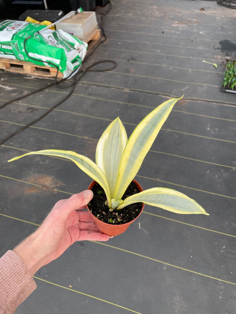 Sansevieria ghost 4pot ALL PLANTS require you to purchase 2 plants image 4