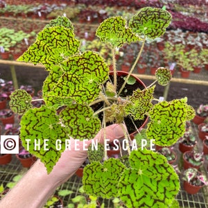 Begonia Deco check 4” pot (ALL PLANTS require you to purchase 2 plants!)