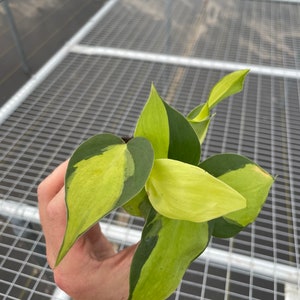 May include: A small potted plant with heart-shaped leaves, a mix of green and yellow, with dark green edges. The plant is held in a hand, with a metal grid background. The plant is in a small black pot.