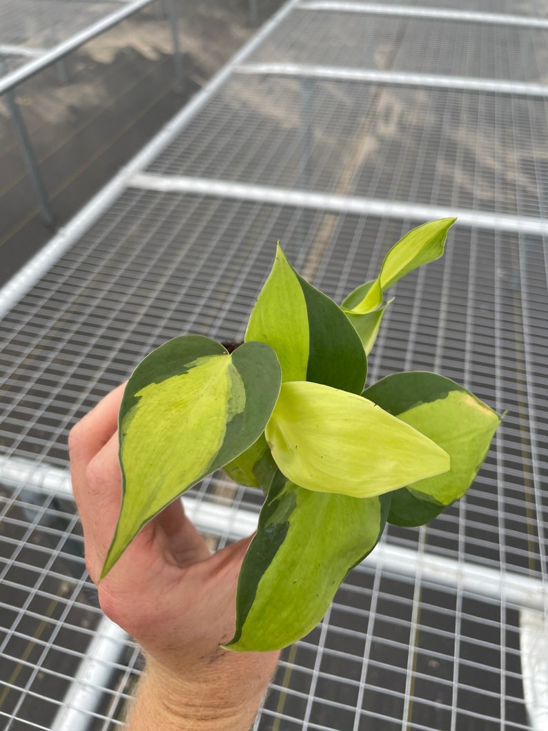 May include: A small potted plant with heart-shaped leaves, a mix of green and yellow, with dark green edges. The plant is held in a hand, with a metal grid background. The plant is in a small black pot.