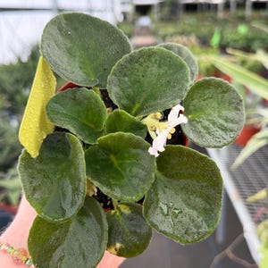May include: A potted African violet plant with dark green, velvety leaves and a small, delicate white flower. The plant is in a small brown pot, and a yellow tag is visible. The plant is in a greenhouse setting.