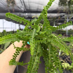 Exact Plant Lemon Button Fern Specific 4” Pot 5360 DAE | G/H (All PLANTS require you to purchase 2 plants!)