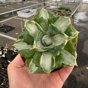 May include: A potted succulent plant with green and white striped leaves. The plant has sharp, pointed edges and is held in a small, brown pot. The background shows a greenhouse setting with metal shelving.