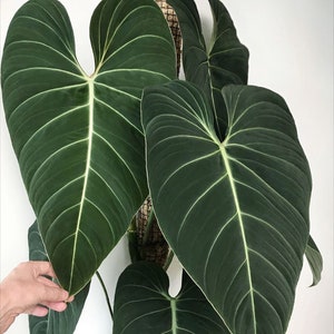 philodendron glorious Starter Plant (ALL STARTER PLANTS require you to purchase 2 plants!)