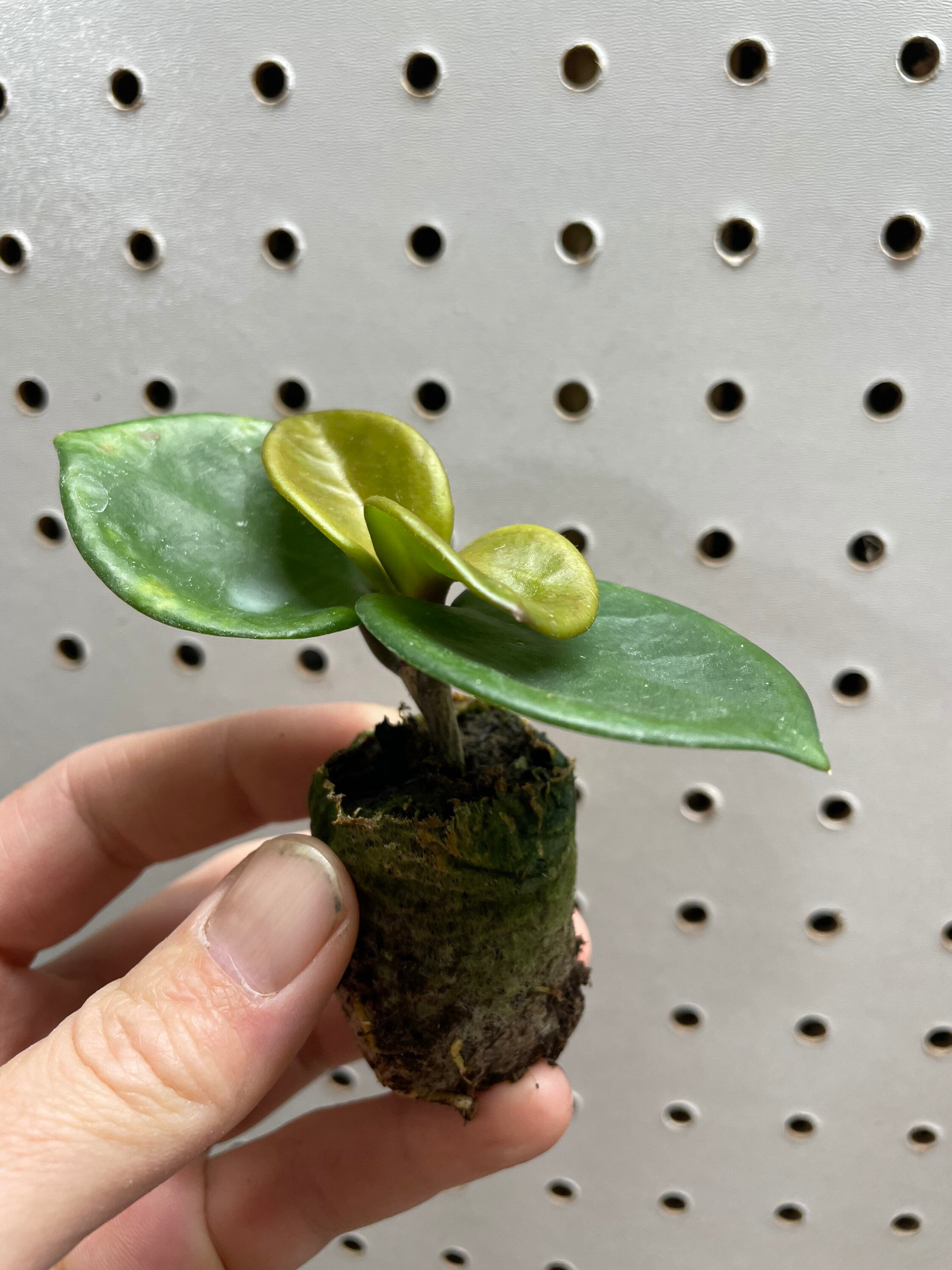 その他観葉植物 Hoya Carnosa 'Amore' Hoya carnosa 'Amore