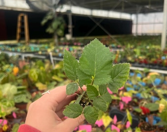 Rubus blackberry Triple Crown Starter Plant (ALL STARTER PLANTS require you to purchase 2 plants!)