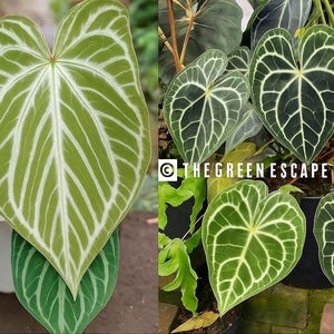 Anthurium Silver Tiger - Etsy