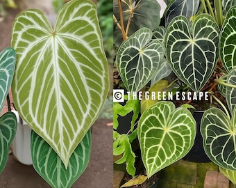 その他観葉植物 Anthurium luxurians silver green Anthurium forgetii 'Silver' x luxurians, CAR-0344 – Carnivero