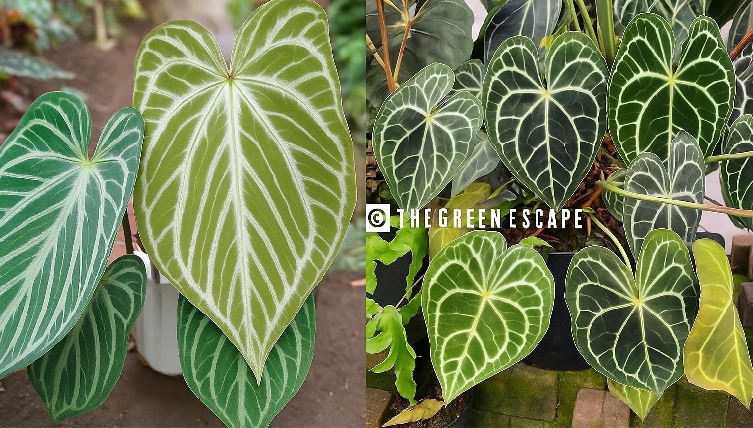 Anthurium Silver Tiger✖️ crystallinum 親株級 Anthurium Silver Tiger - Aroid Nursery
