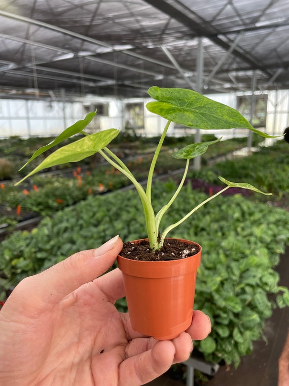 Yellow Variegated Alocasia Gageana 2 Pot (ALL PLANTS Require You to  Purchase 2 Plants!) - Etsy