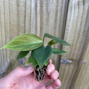 Philodendron .sp fuzzy petiole Starter Plant ALL STARTER PLANTS require you to purchase 2 plants image 7