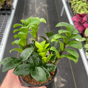 Zz zenzi plant “Zamioculcas zamiifolia” 4” pot (ALL PLANTS require you to purchase 2 plants!)