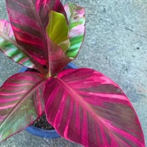 May include: Close-up of a Calathea plant with vibrant, colorful leaves. The leaves display a striking pattern of deep pink, magenta, and green hues, with dark brown accents. The plant is potted in a blue container, showcasing its tropical foliage.