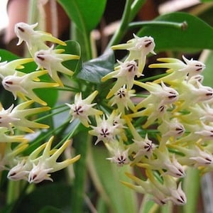 Hoya Multiflora “shooting star” Starter Plant (ALL STARTER PLANTS require you to purchase 2 plants!)