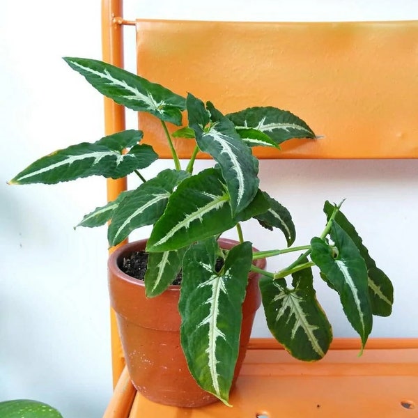 Plante de démarrage Syngonium Wendlandii (TOUTES LES PLANTES DE BASE nécessitent l'achat de 2 plantes !)