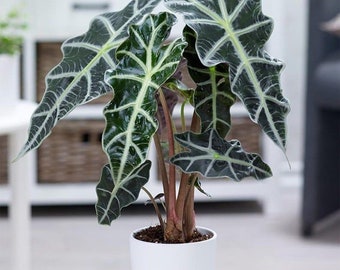 Alocasia Polly Starter Plant (ALL STARTER PLANTS require you to purchase 2 plants!)