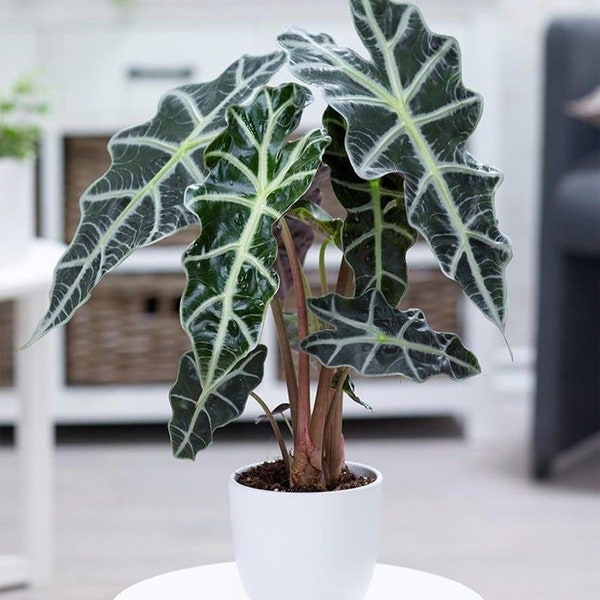 Alocasia Polly Starter Plant (ALL STARTER PLANTS require you to purchase 2 plants!)